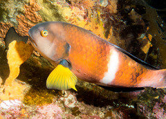 Notolabrus tetricus
