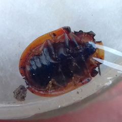 Cassida canaliculata