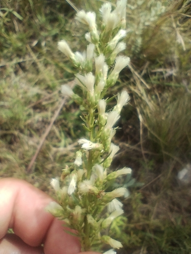 Romerillo (Baccharis coridifolia)