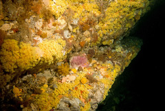 Hypoplectrodes maccullochi