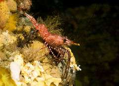 Rhynchocinetes serratus