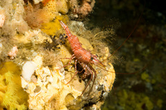 Rhynchocinetes serratus