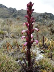 Pedicularis incurva