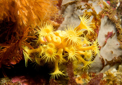 Representative image of Parazoanthus