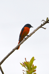 Pericrocotus flammeus