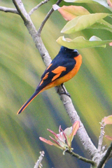 Pericrocotus flammeus