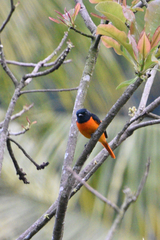 Pericrocotus flammeus