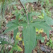 Axiniphyllum scabrum - Photo (c) Eugenio Padilla, algunos derechos reservados (CC BY-SA), subido por Eugenio Padilla
