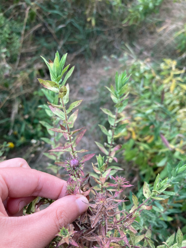 New England Aster (Symphyotrichum novae-angliae)