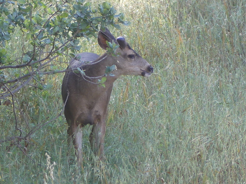 iNaturalist observation photo of Mule Deer