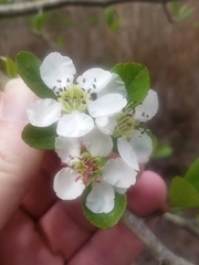 Crataegus aestivalis