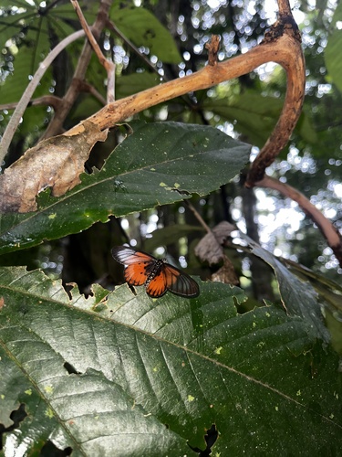 Dusky-veined Amber