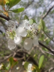 Crataegus aestivalis