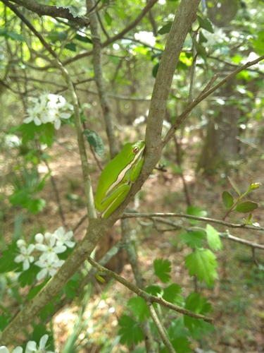 Green Treefrog photographed in Louisiana
