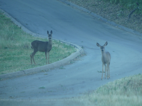 iNaturalist observation photo of Mule Deer