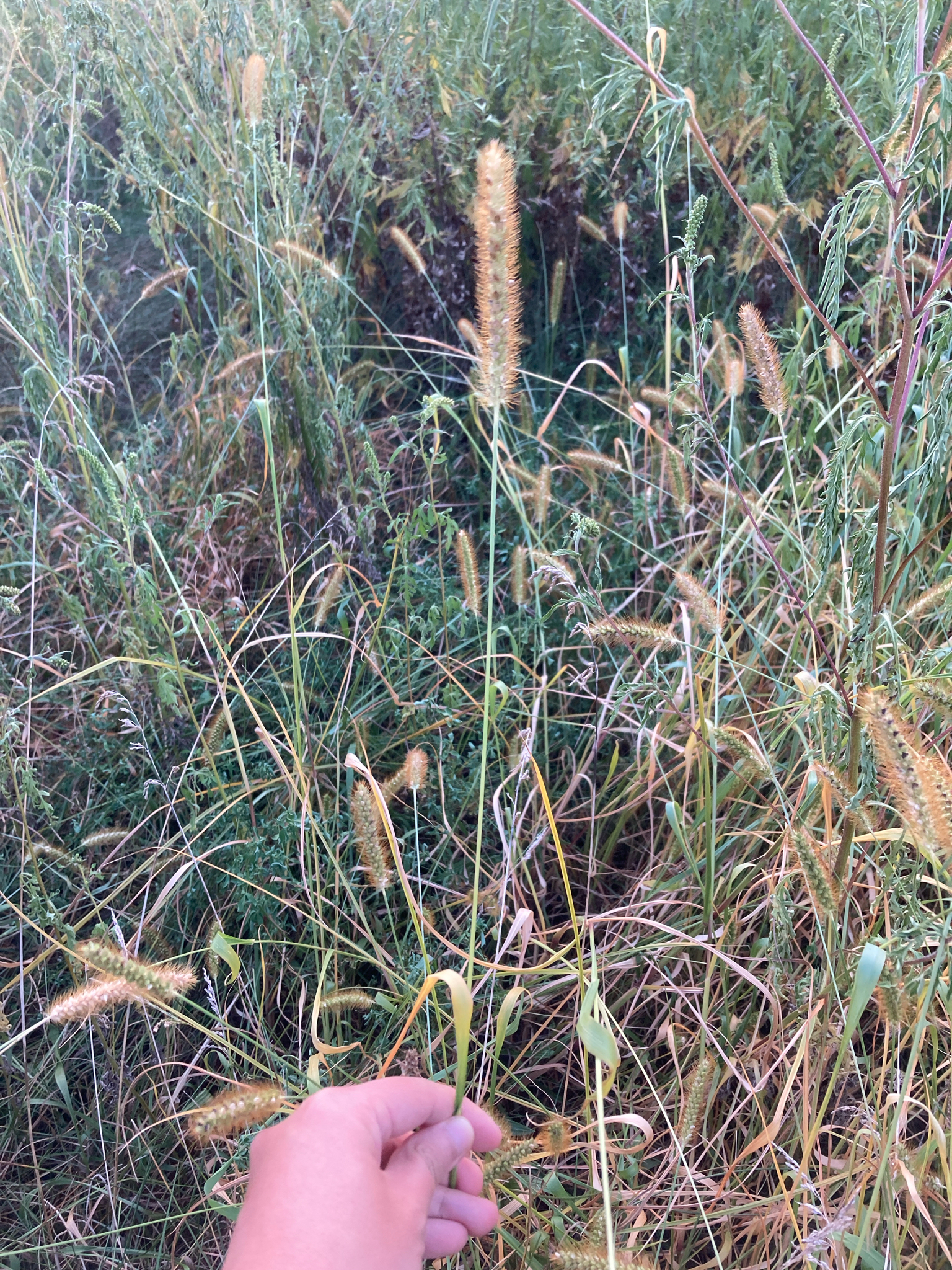 Yellow Foxtail (Setaria pumila)
