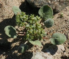 Chorizanthe corrugata