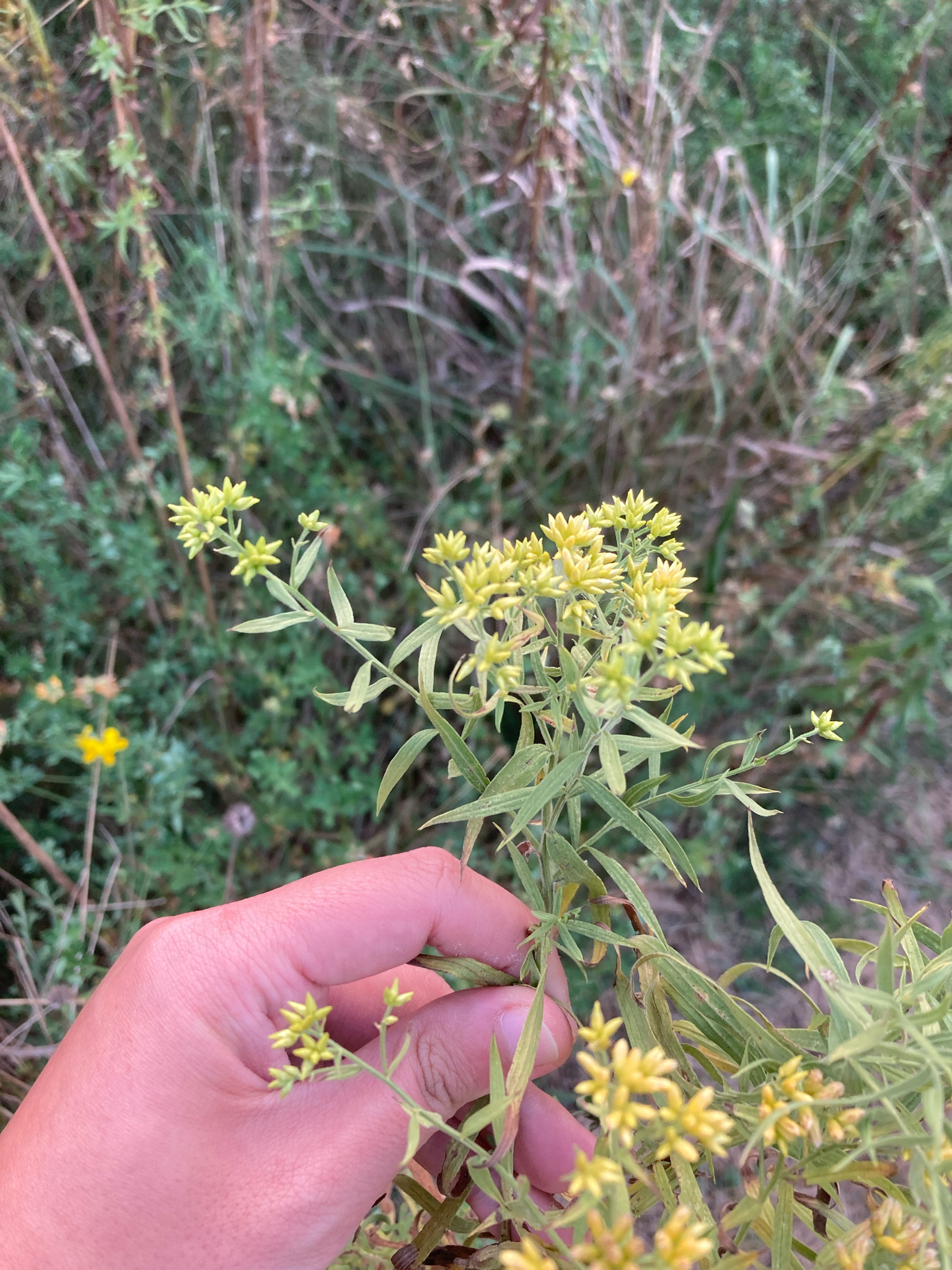Flat-Top Goldentop (Euthamia graminifolia)