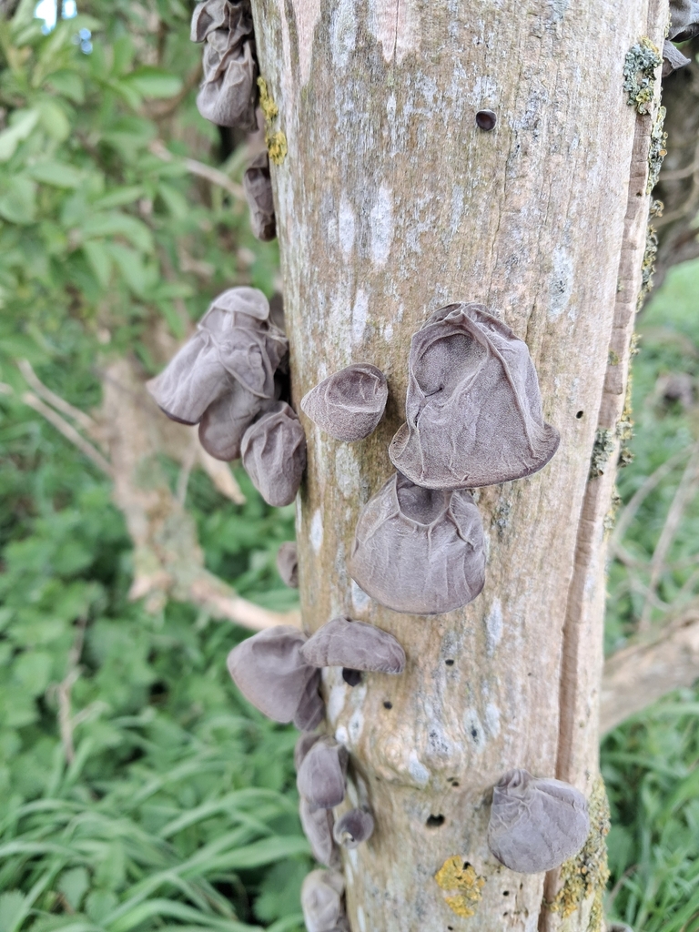 Auricularia auricula-judae · April 2026 · photo: © a-hill (iNaturalist, cc0)