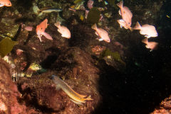 Trachinops caudimaculatus