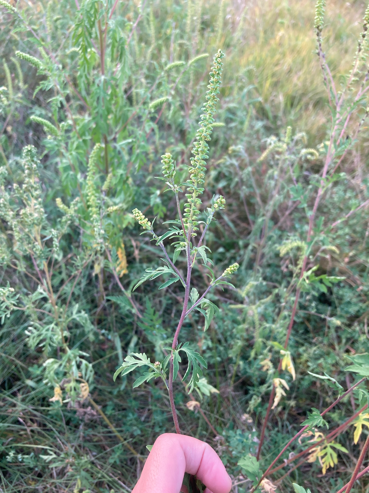 Common Ragweed (Ambrosia artemisiifolia)