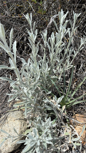 Feltleaf Everlasting (Pseudognaphalium microcephalum)