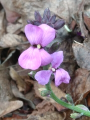 Erysimum linifolium
