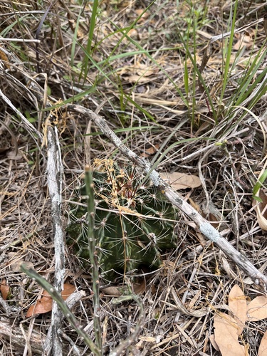 Miniature Barrel Cactus (Hamatocactus setispinus)