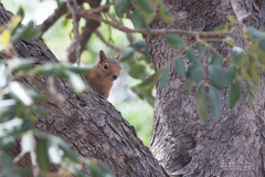 Sciurus anomalus