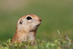 Spermophilus xanthoprymnus