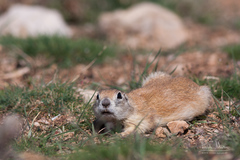 Spermophilus xanthoprymnus