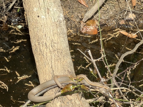 Queensnake