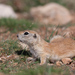 Asia Minor Ground Squirrel - Photo (c) Ralph Martin, some rights reserved (CC BY-NC-ND), uploaded by Ralph Martin