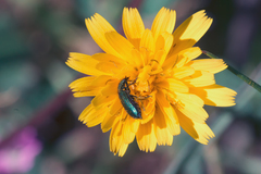 Psilothrix viridicoerulea