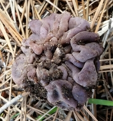 Peziza ellipsospora