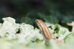 Heremites vittatus