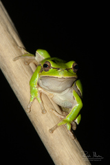 Hyla savignyi