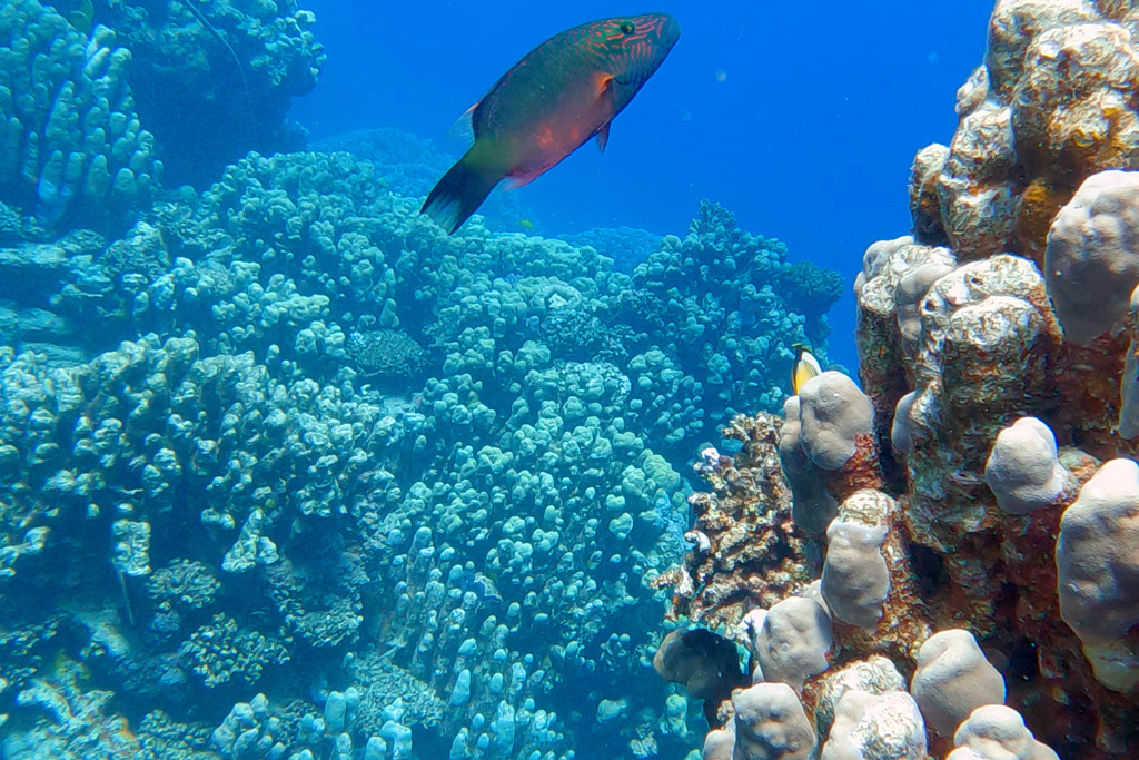 bandcheek wrasse