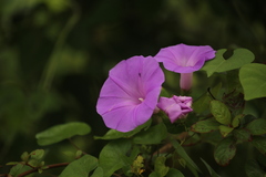 Ipomoea crinicalyx