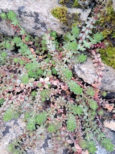 Heath Bedstraw (Galium saxatile)