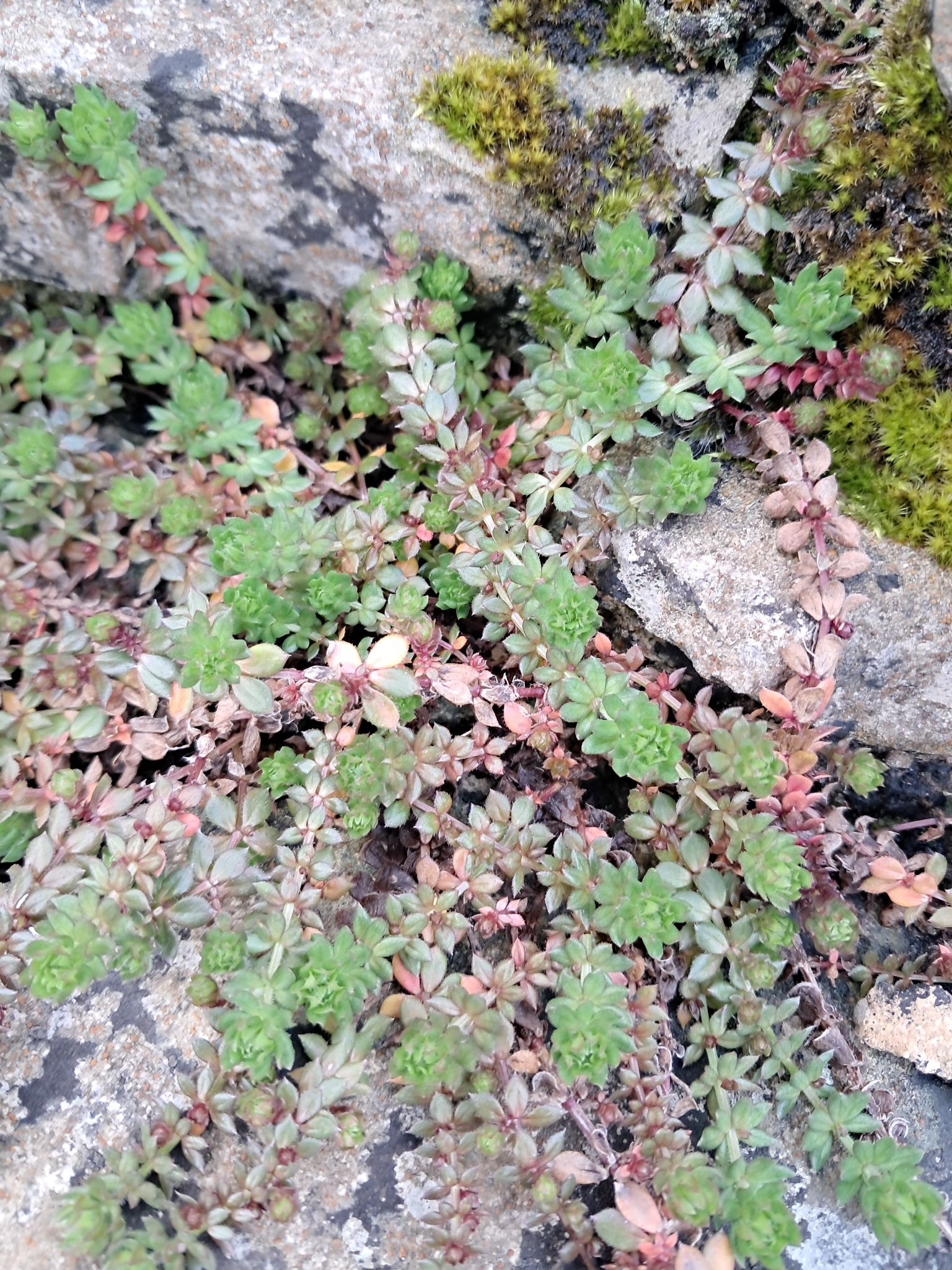Heath Bedstraw (Galium saxatile)