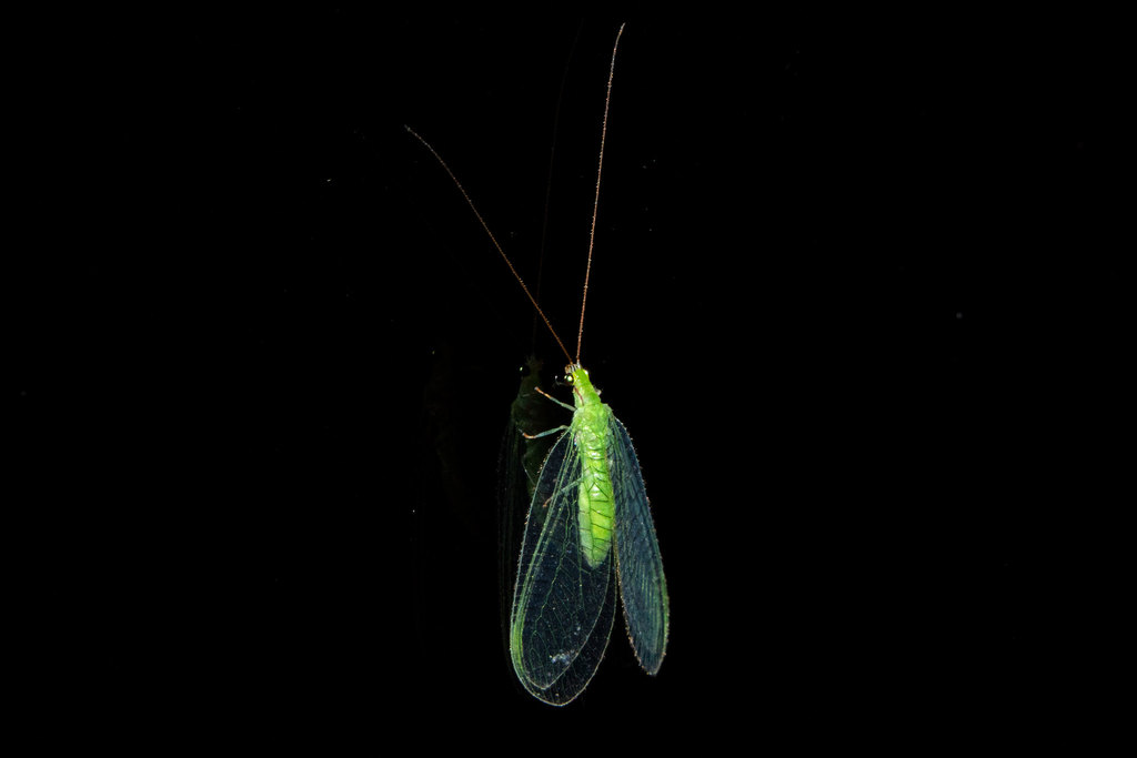 Ceraeochrysa cincta