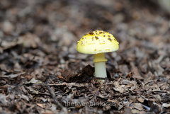 Amanita flavella