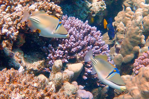 Arabian Picasso Triggerfish — seen at this dive site
