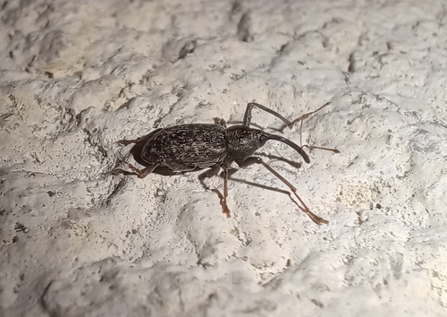 Dorytomus longimanus