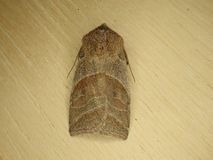 Eupsilia devia