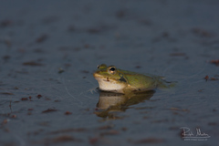Pelophylax bedriagae