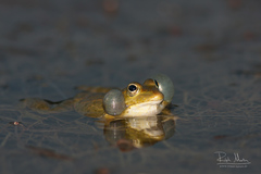 Pelophylax bedriagae