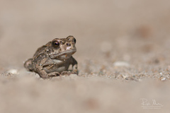 Bufotes viridis sitibundus