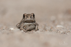 Bufotes viridis sitibundus